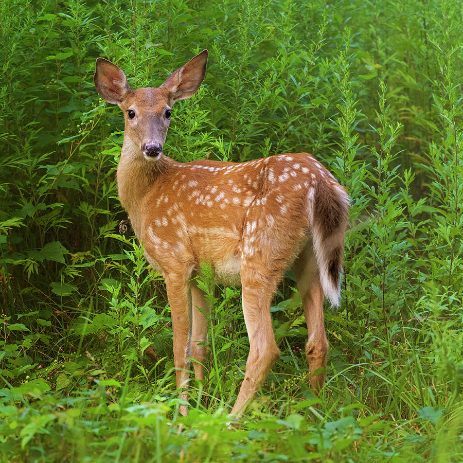 Sweet Fawn in a Thicket Photograph by Marianne Campolongo