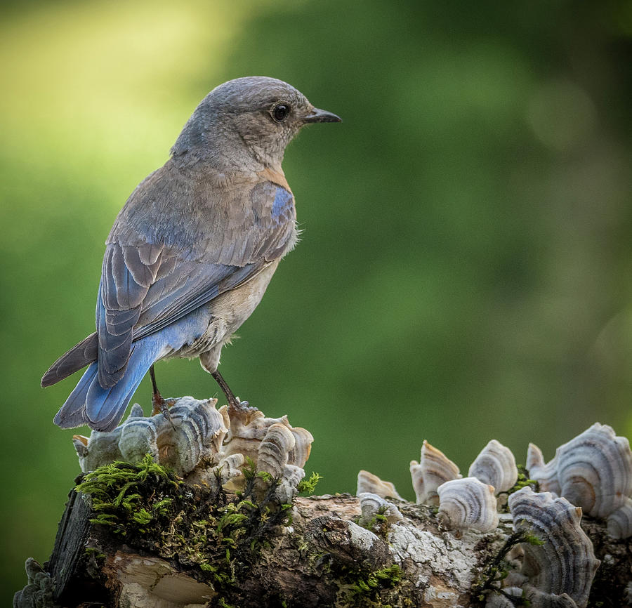 Sweet Female Bluebird Photograph by Jean Noren