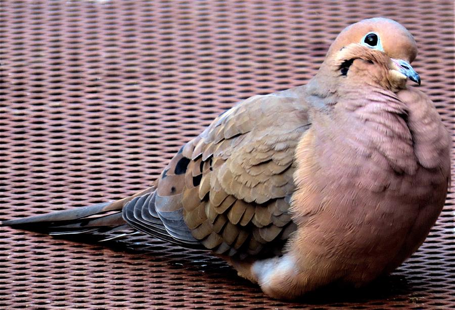 Sweet, Fluffy Mourning Dove Keeping Warm on a January Day Photograph by Linda Stern