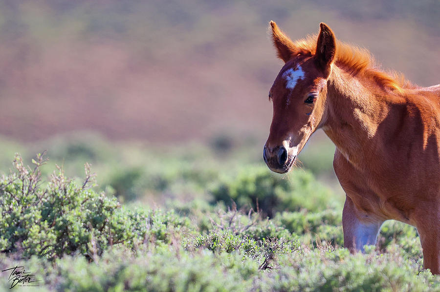 Sweet Foal Photograph by Tami Boelter