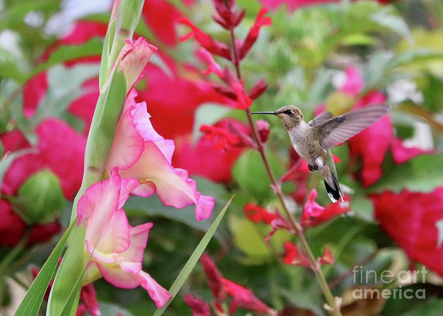 Sweet Garden Hummingbird Photograph by Carol Groenen