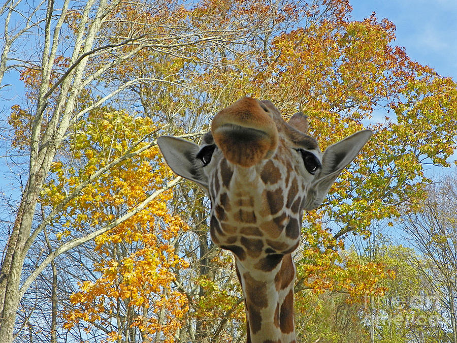 Sweet Giraffe Hello Photograph