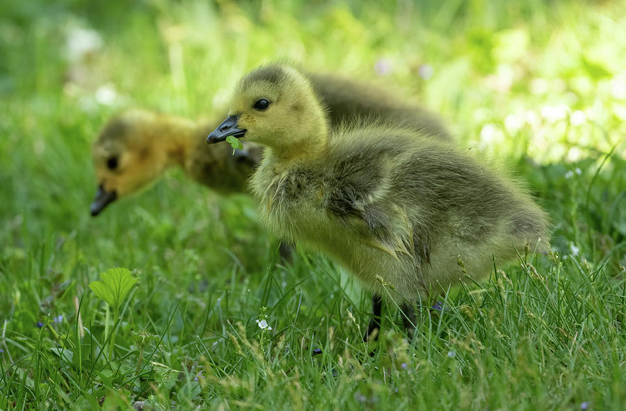 Sweet Gosling Photograph by Julie Barrick - Fine Art America