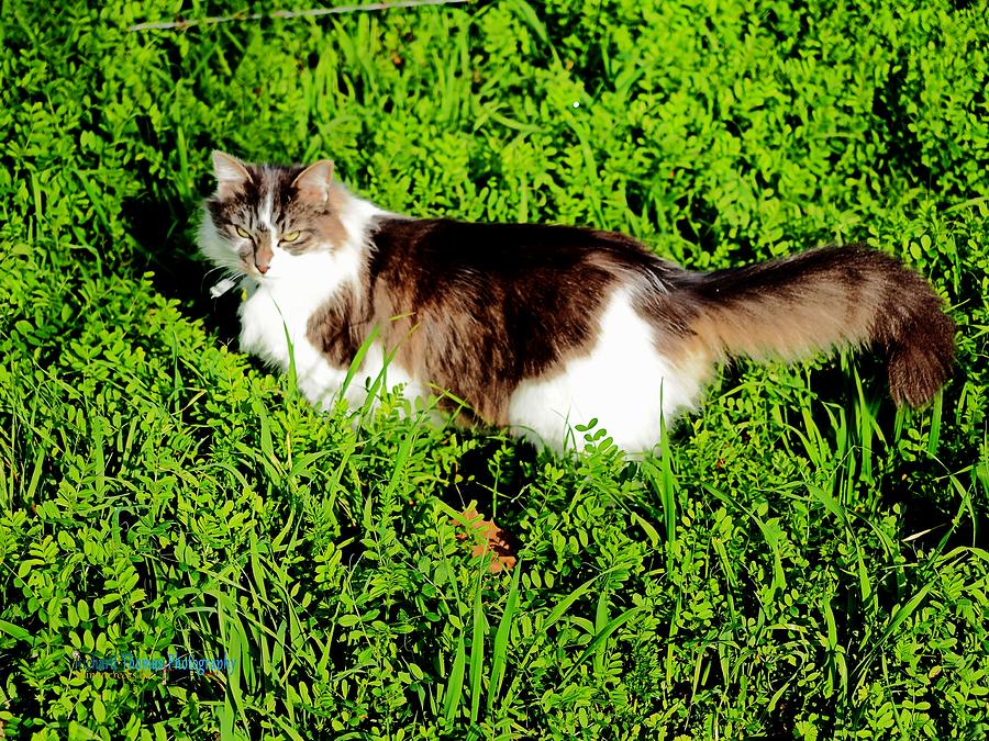 Sweet Grass Cat Photograph by Richard Thomas