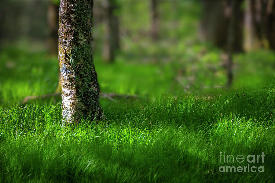 Sweet Green Grasses of the Blue Ridge Mountains Photograph by Shelia Hunt