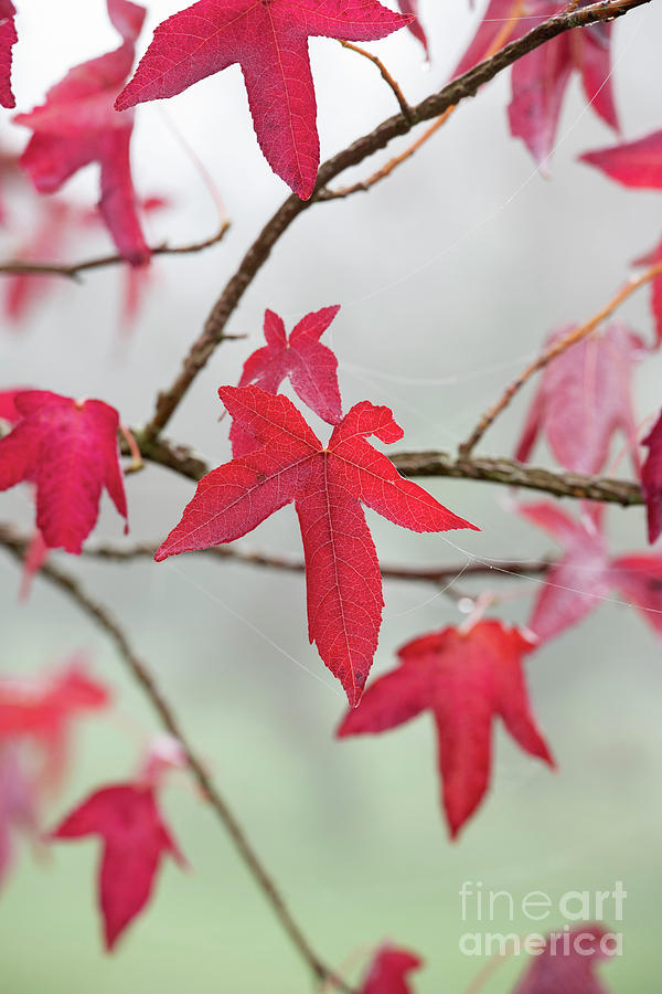 Fall Photograph - Sweet gum Corky Leaves in the Autumn Fog by Tim Gainey