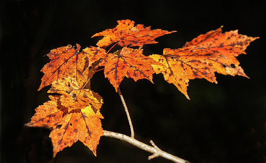 Sweet Gum Tree Leaves - Autumn Color Photograph by Bob Decker