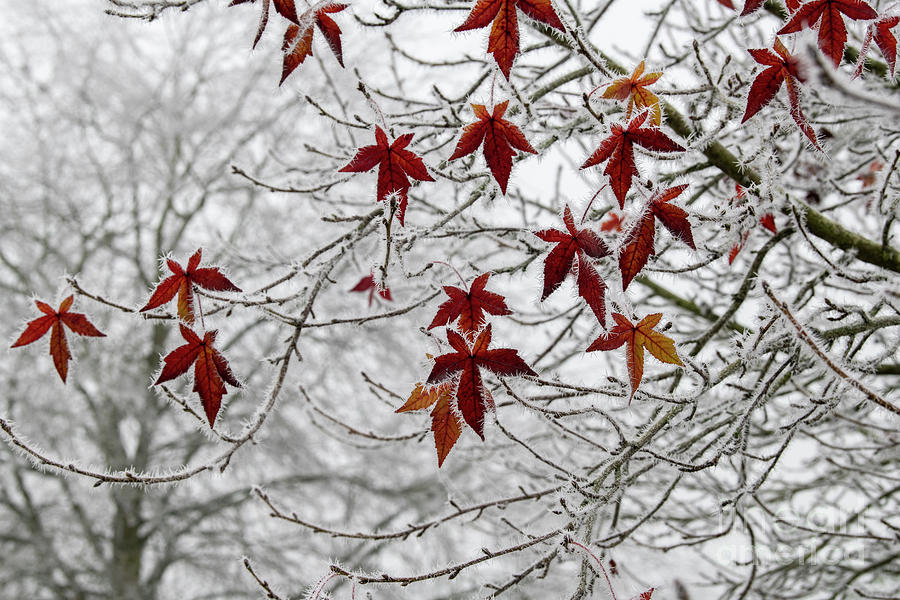 Sweet Gum Wisley King Leaves in the Frost Photograph by Tim Gainey