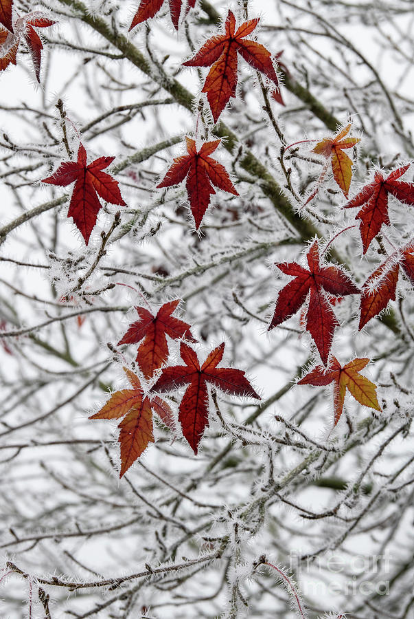 Sweet Gum Wisley King Tree Leaves in the Frost Photograph by Tim Gainey