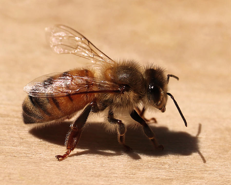 Sweet Honey Bee Photograph by Laura Blumenstiel