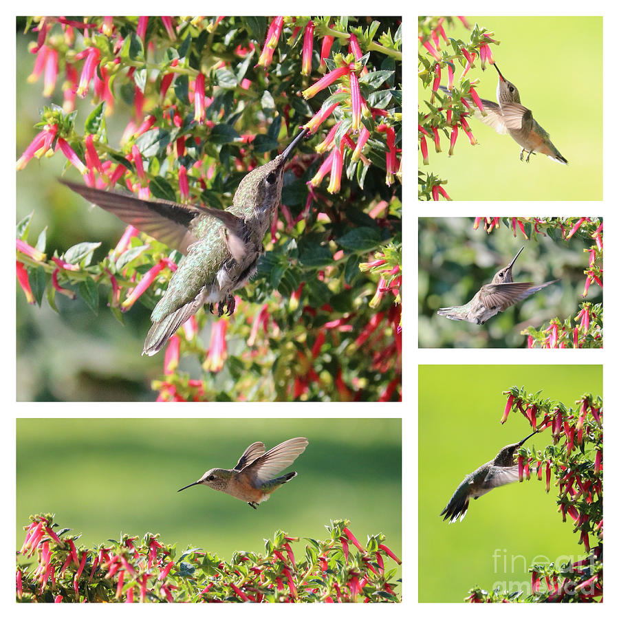 Sweet Honeybells Hummingbird Collage Photograph by Carol Groenen