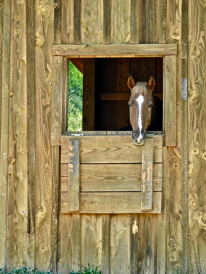 Sweet Horse In Her Barn Photograph by Kathy Chism