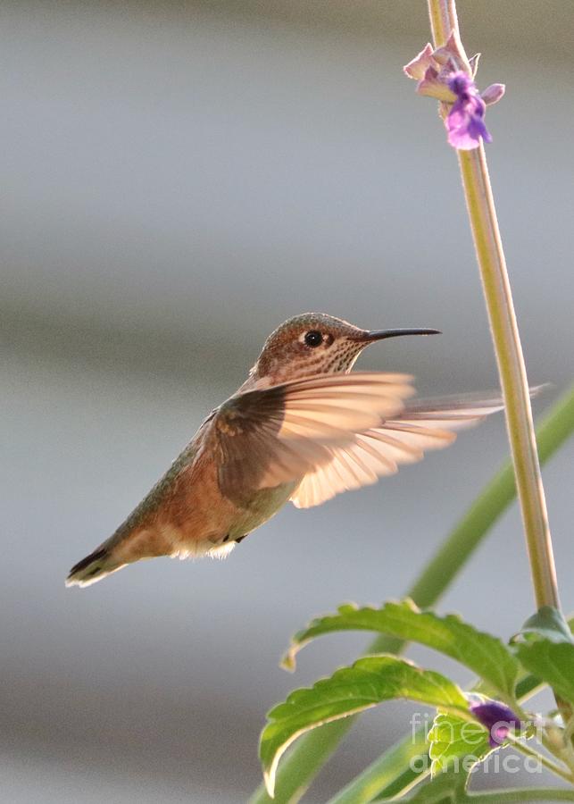 Sweet Hummingbird Photograph by Carol Groenen