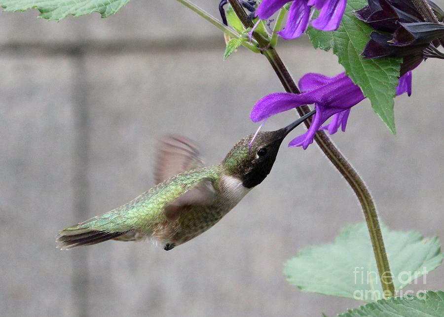 Sweet Hummingbird Flyer at Purple Flower Photograph by Carol Groenen