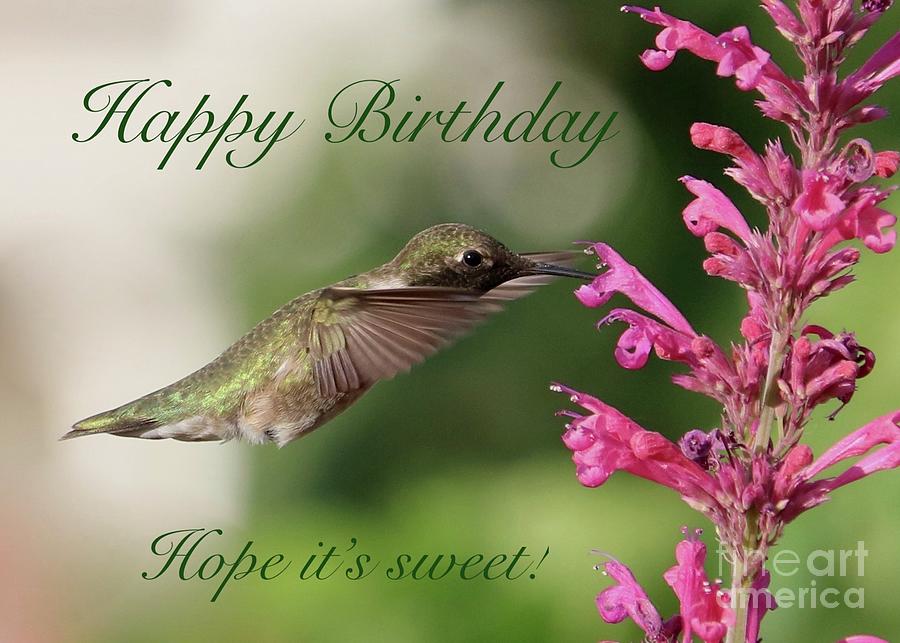 Sweet Hummingbird Happy Birthday Photograph by Carol Groenen