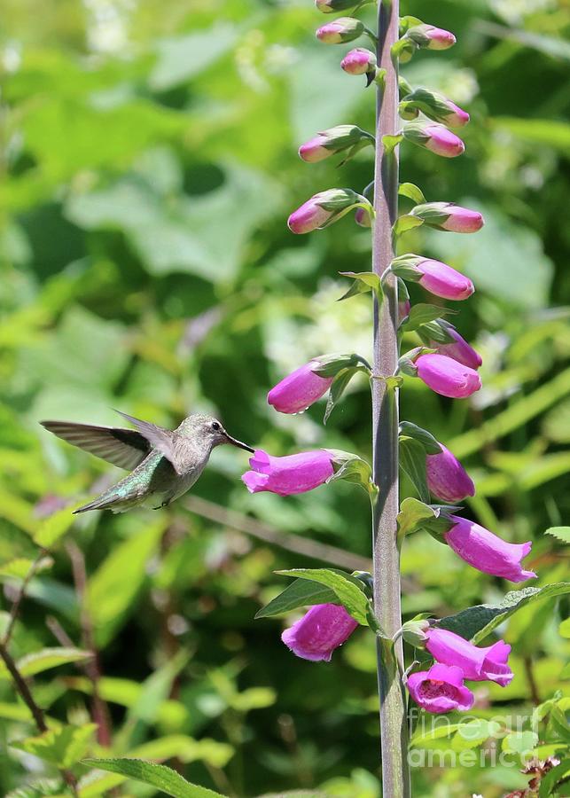 Sweet Hummingbird in Foxglove Photograph by Carol Groenen