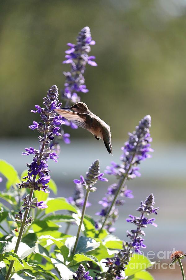 Sweet Hummingbird in the Salvia Photograph by Carol Groenen