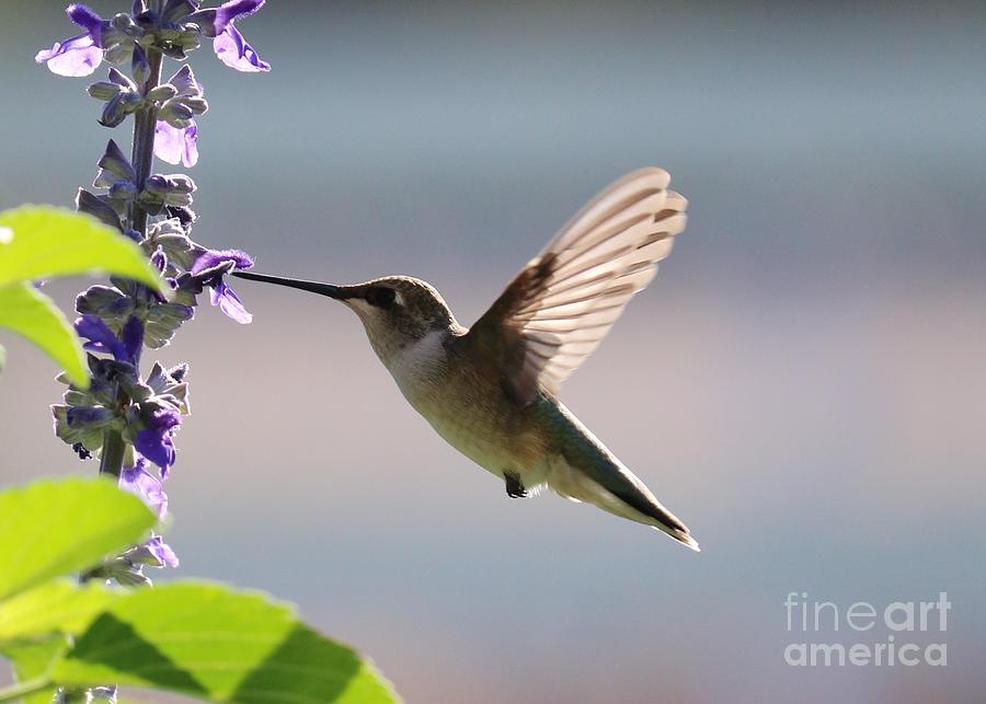 Sweet Hummingbird Nectar Photograph by Carol Groenen