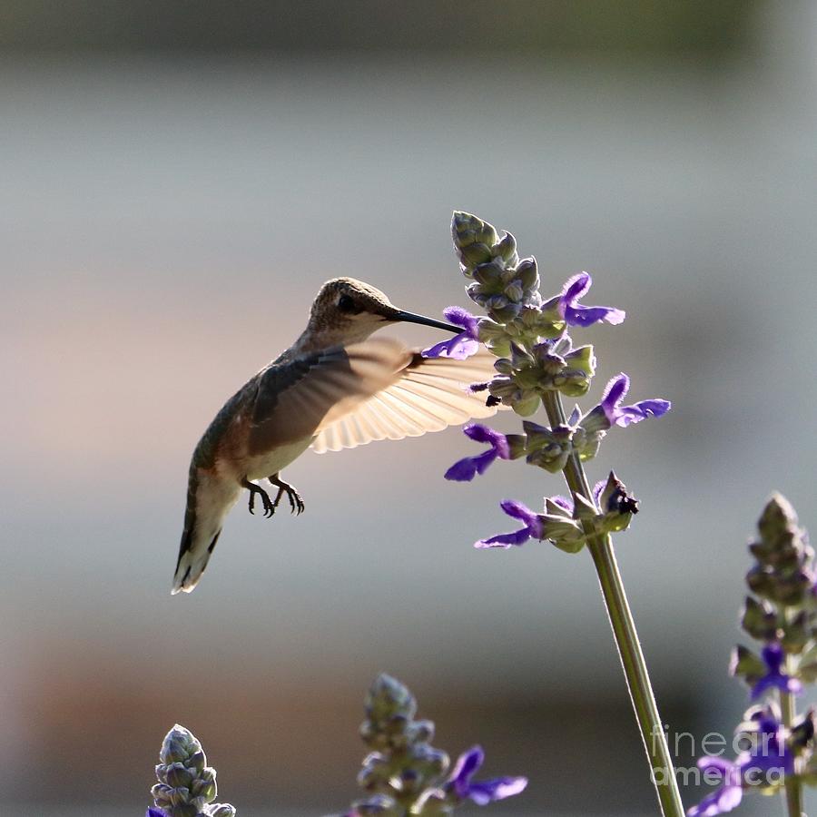 Sweet Hummingbird on Flower Square Photograph by Carol Groenen