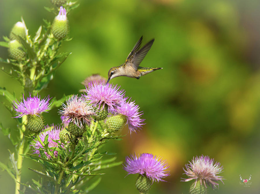 Sweet Hummingbird Photograph by Pam Rendall