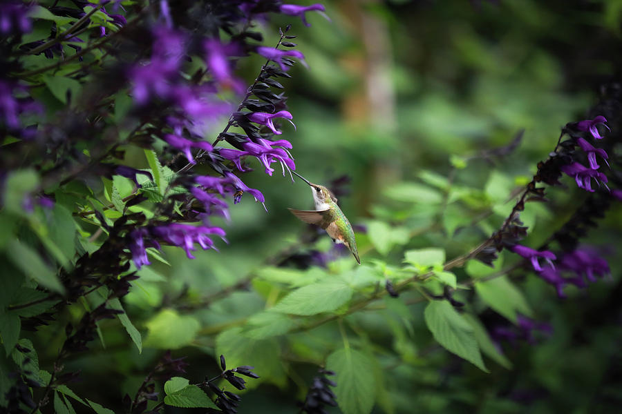 Sweet Hummingbirdie Photograph by Nicole Engstrom