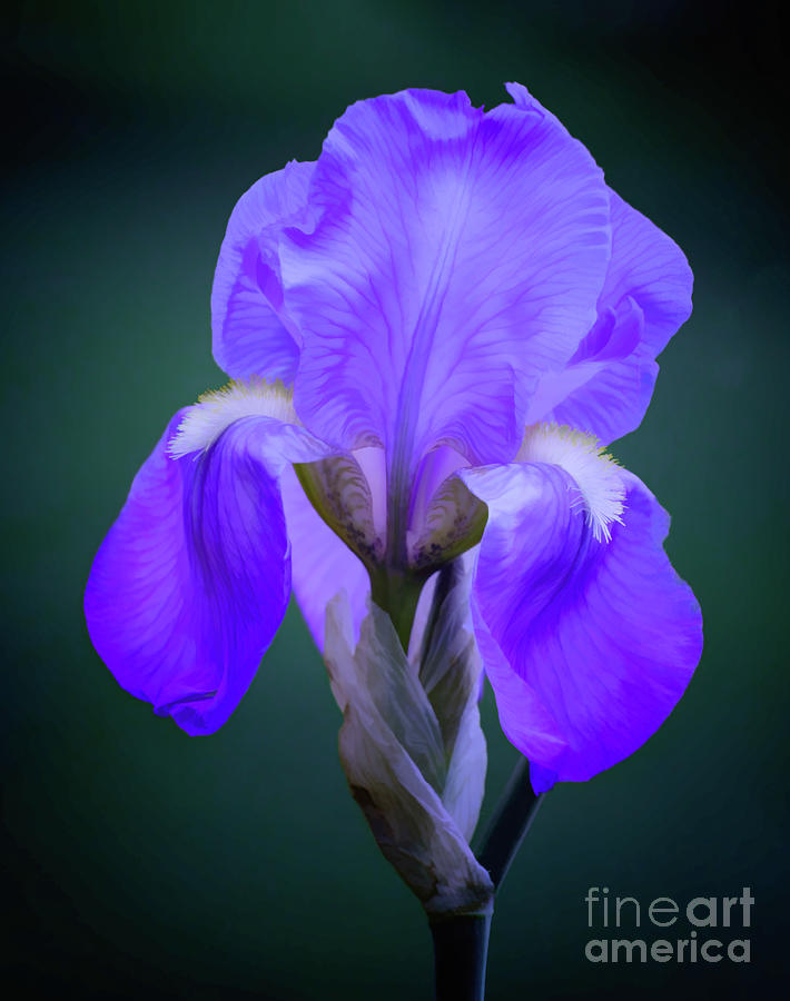 Sweet Iris Photograph by Ava Reaves