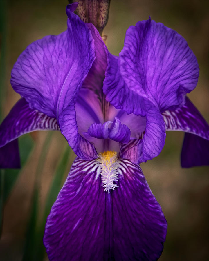 Sweet Iris Closeup Photograph by Harriet Feagin