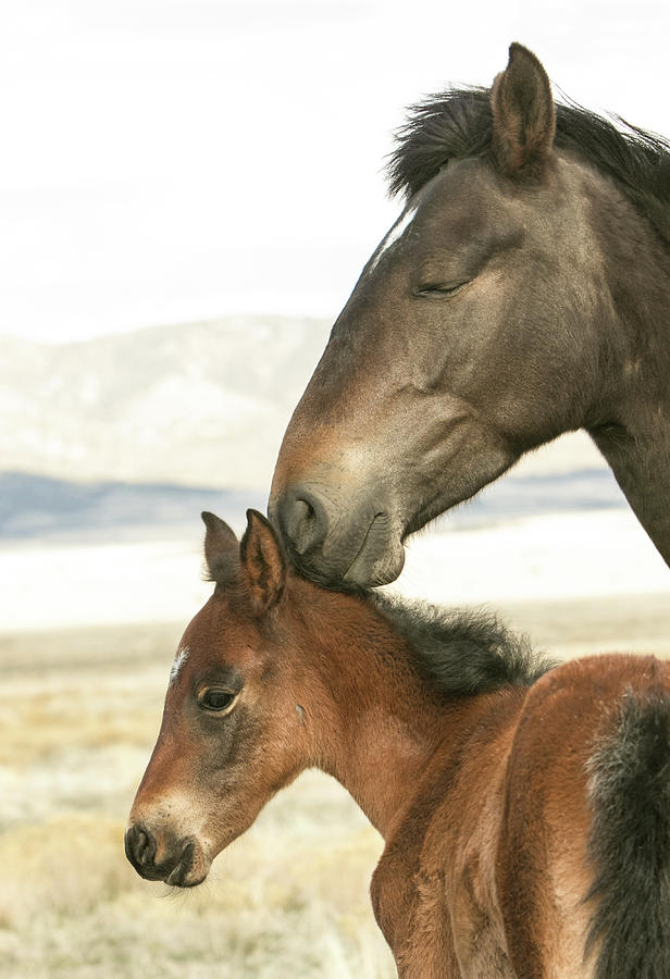 Sweet Photograph by Kent Keller - Fine Art America