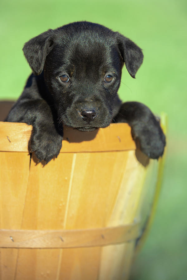 Sweet Lab Pup Photograph by Jordan Hill