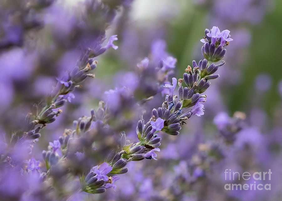 Sweet Lavender  Photograph by Lorraine Cosgrove