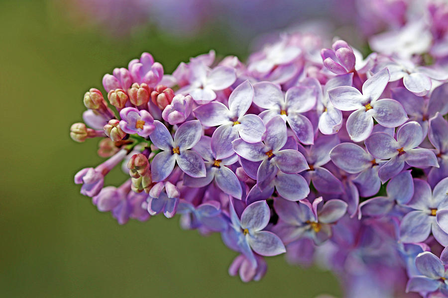Sweet Lilacs Photograph by Debbie Oppermann