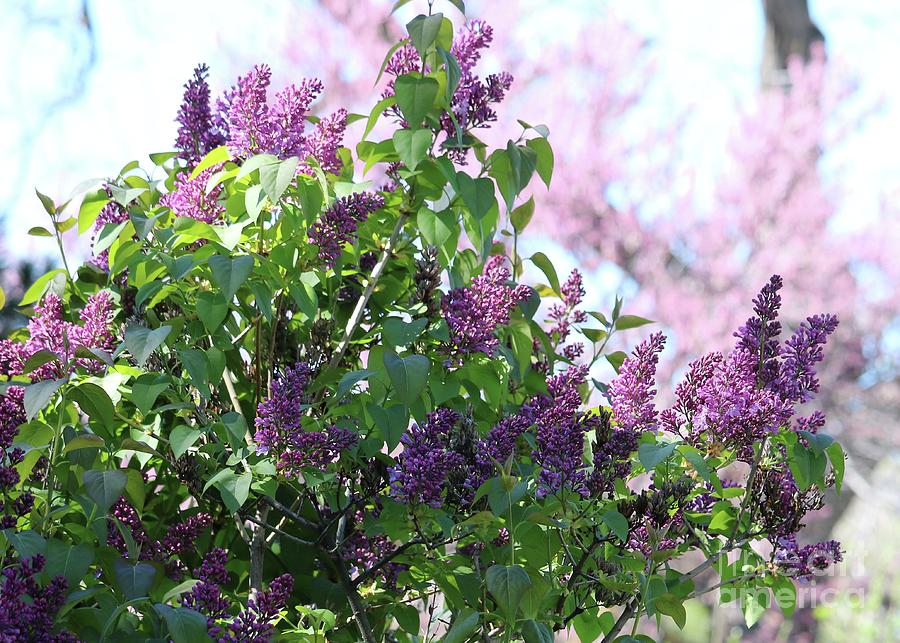 Sweet Lilacs In Light Photograph