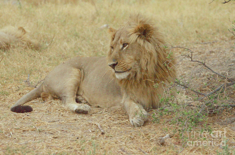 Sweet Lion King At Dusk, Chobe, Botswana. Photograph by Tom Wurl