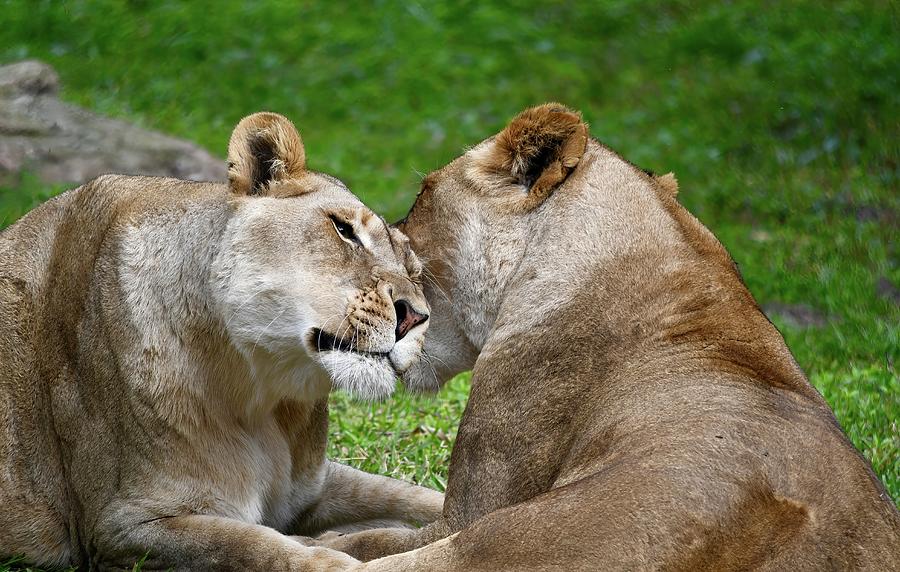 Sweet Lionesses Share Secrets Photograph by Richard Bryce and Family