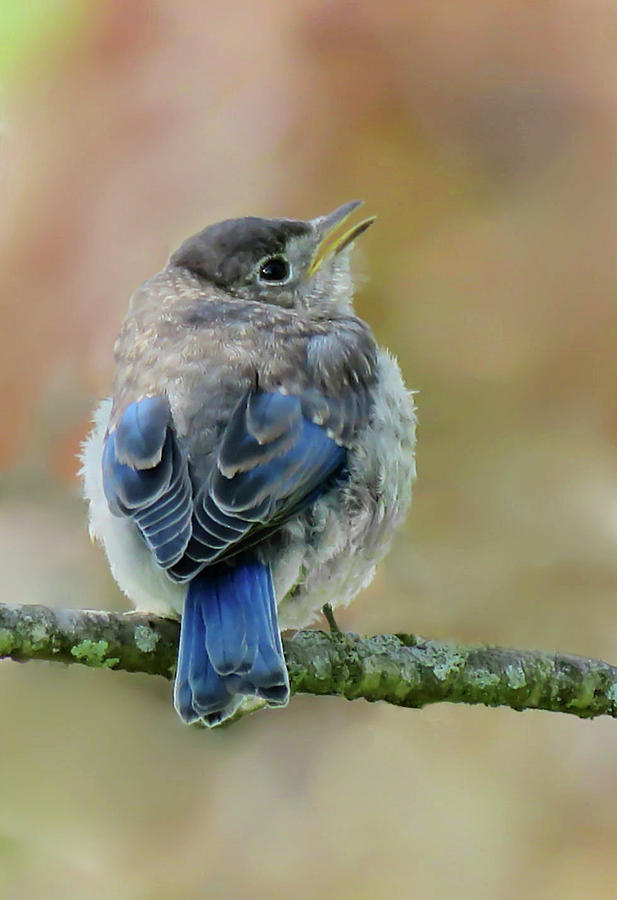 Sweet Little Bluebird Photograph by Rebecca Grzenda