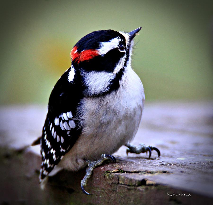 Sweet Little Downy Woodpecker 2 Photograph by Mary Walchuck