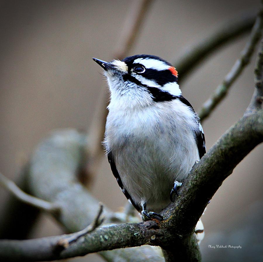 Sweet Little Downy Woodpecker Photograph by Mary Walchuck