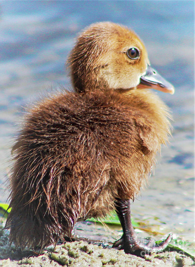 Sweet Little Duckling Photograph by Joanne Carey