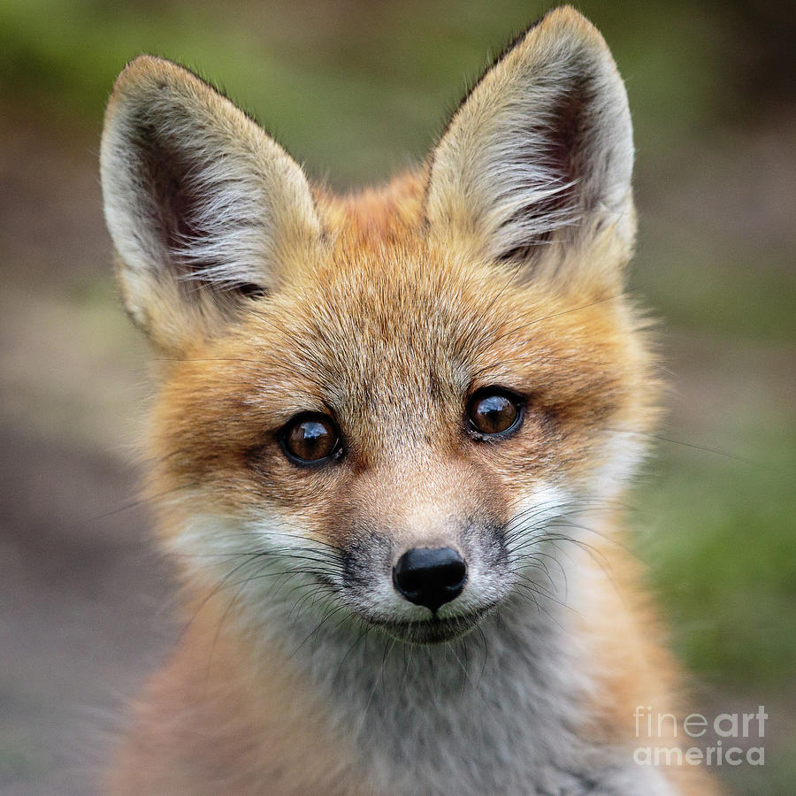Sweet little fox Photograph by Rudy Viereckl