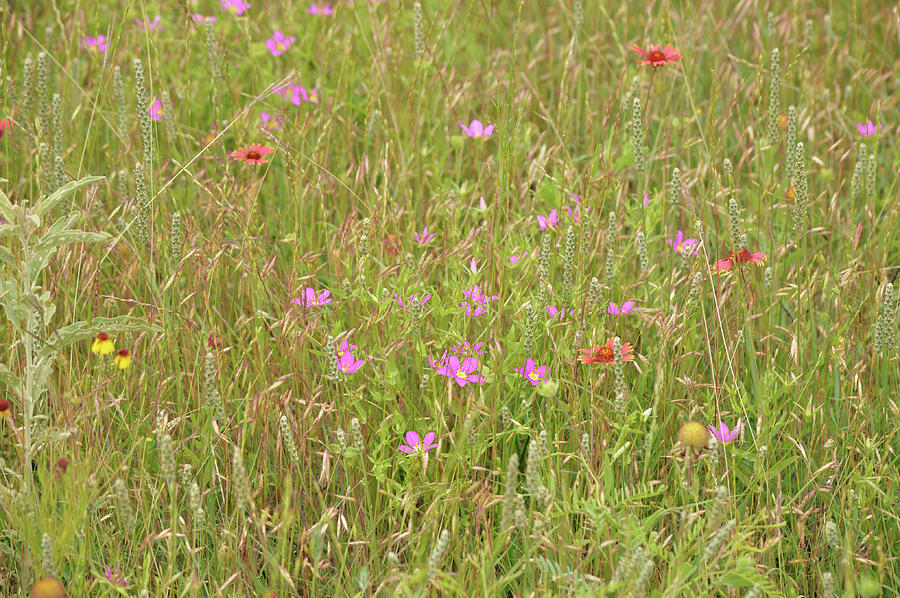 Sweet Little Meadow Pinks In A Texas Meadow Photograph
