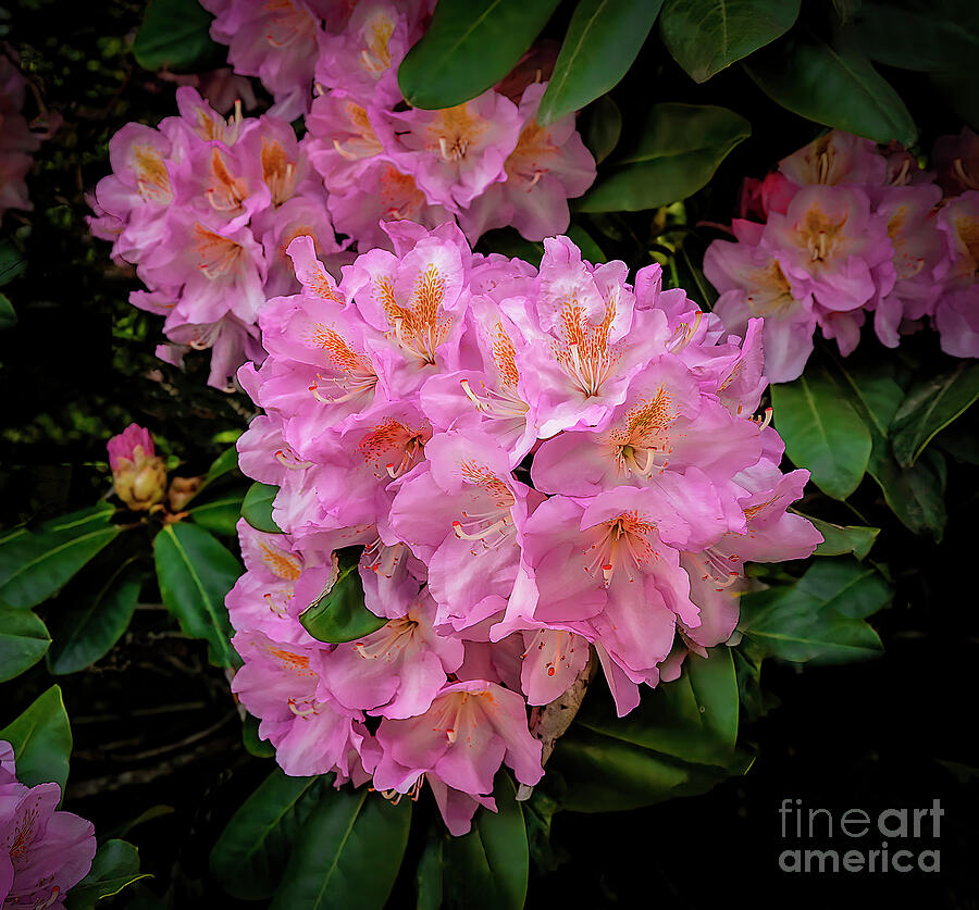 Sweet Little Rhododendron Photograph by Shelia Hunt