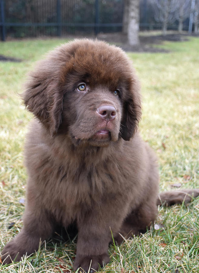 Sweet Look Into the Face of a Fluffy Brown Puppy Photograph by DejaVu ...