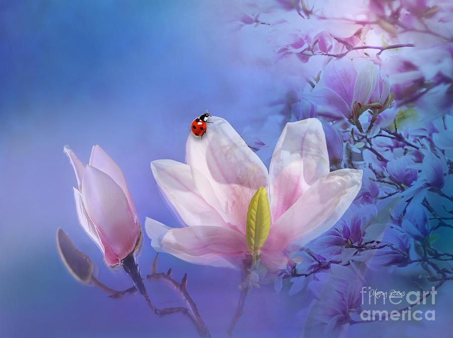 Sweet Magnolia Digital Art by Morag Bates