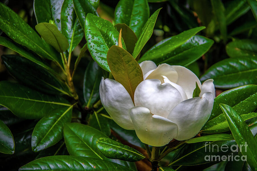Sweet Magnolia Photograph by Shelia Hunt