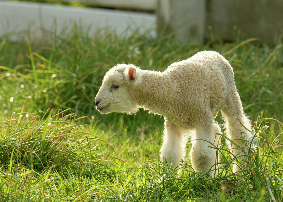 Sweet March Lamb Photograph by Rachel Morrison