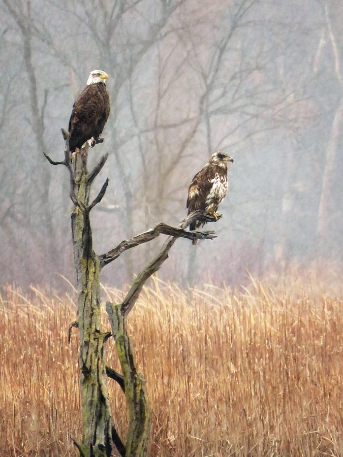 Sweet Marsh Eagles  Photograph by Lori Frisch