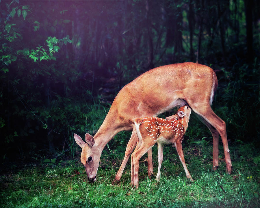 Sweet Moment Photograph by Laura Vilandre
