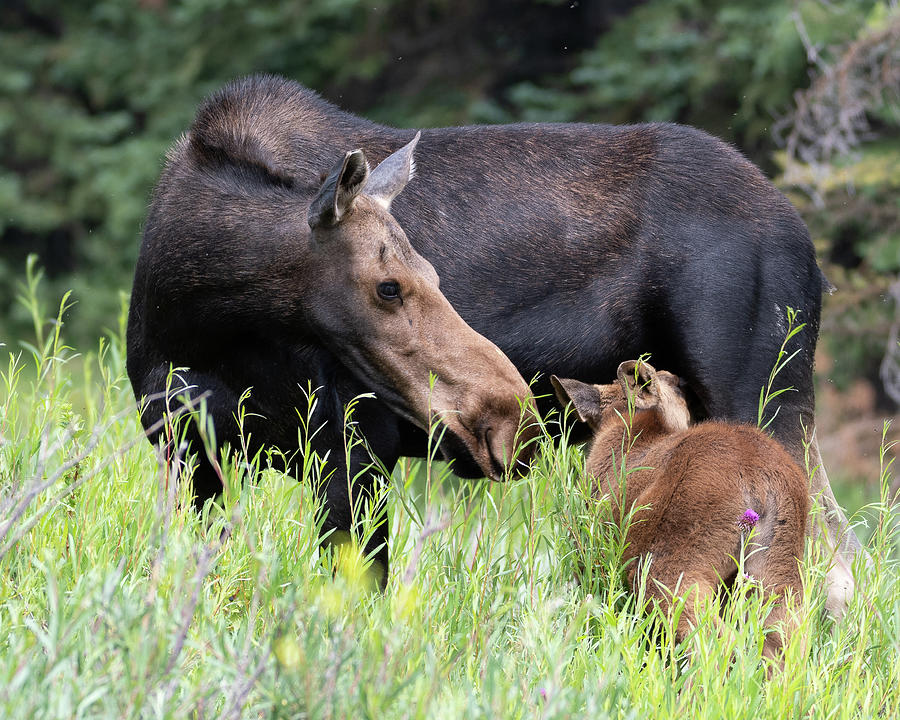 Sweet Moose Mama Photograph by Mary Hone