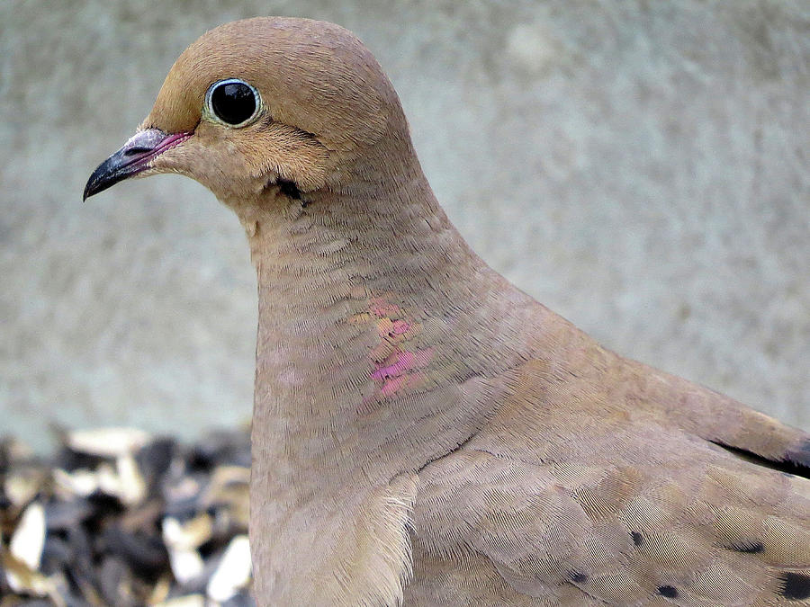 Sweet Mourning Dove Photograph by Linda Stern