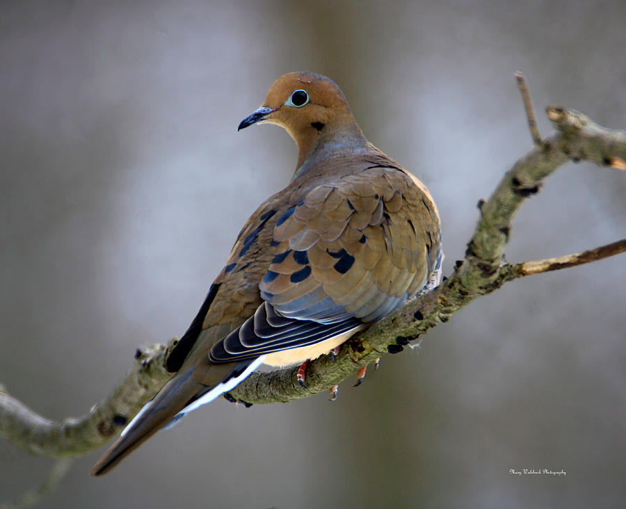 Sweet Mourning Dove Photograph by Mary Walchuck